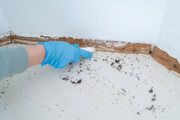 Best Bed Bug Extermination  in Woodward, IA